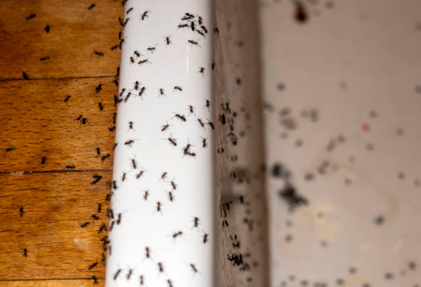 Best Pest Prevention Services  in Pascagoula, MS